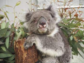 Con Koala ở vườn thú Nhật Bản lập kỷ lục Guinness thọ nhất thế giới - Ảnh 1.