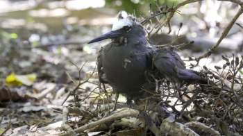 Phát hiện loài cây tử thần chuyên giết chim để biến xác thành phân bón - Ảnh 3.