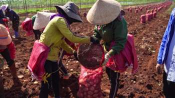PepsiCo Việt Nam cùng Gia Lai tìm hướng đi mới cho nông nghiệp bằng cây khoai tây - Ảnh 1.