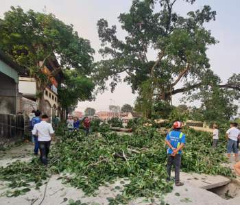  Cây đa 300 năm tuổi gãy lúc tan học, 4 học sinh bị thương - Ảnh 2.