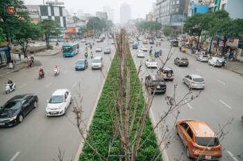 Hàng phong lá đỏ ở Hà Nội: Từ kỳ vọng Châu Âu giữa lòng Thủ đô đến những cành củi khô sắp bị thay thế - Ảnh 1.
