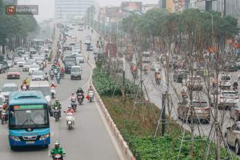 Hàng phong lá đỏ ở Hà Nội: Từ kỳ vọng Châu Âu giữa lòng Thủ đô đến những cành củi khô sắp bị thay thế - Ảnh 2.
