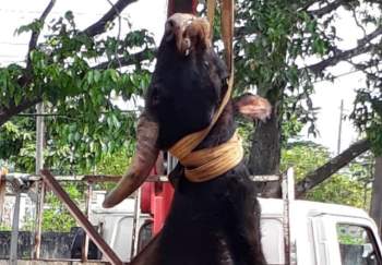  Bò tót rừng 700 kg Ch?t trong khu bảo tồn ở Đồng Nai - Ảnh 1.