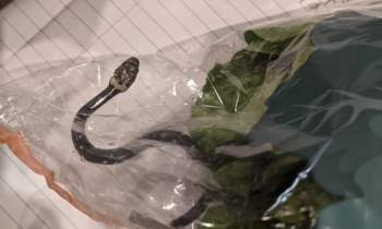 Phát hiện rắn độc trong túi rau diếp được mua từ siêu thị - Ảnh 2.