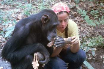 Người phụ nữ ở trong rừng 6 năm để dạy tinh tinh sống hoang dã - Ảnh 3.