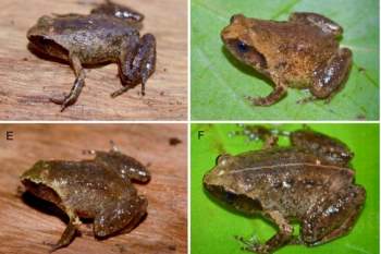 Đoàn chuyên gia quốc tế phát hiện loài ếch tí hon dài... 14mm ở Hà Tĩnh - Ảnh 1.