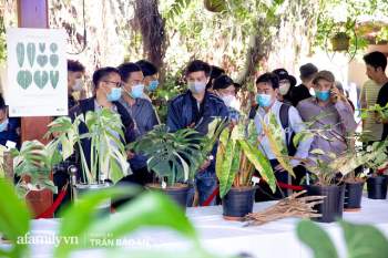Lác mắt khi tham dự buổi offline hội Kiểng lá tại Sài Gòn, giá trị 1 chiếc lá từ vài triệu đến hàng chục triệu đồng, chính thức mở ra thú chơi siêu tốn kém của dân yêu cây - Ảnh 1.