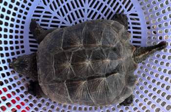  Rùa cá sấu hiếm gặp lần đầu xuất hiện ở đầm Thị Nại - Ảnh 2.