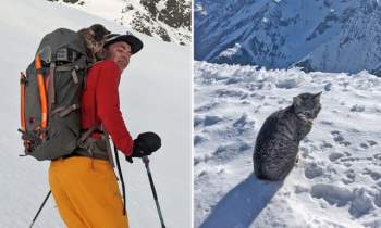 Chú mèo theo chân cặp đôi lên đỉnh núi Thụy Sĩ cao hơn 3.000 mét - Ảnh 2.