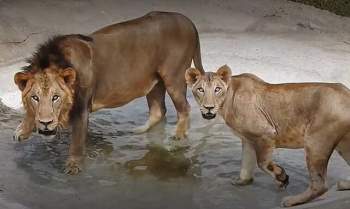 Sư tử cái Ch?t vì Covid-19 trong vườn thú Ấn Độ - Ảnh 2.