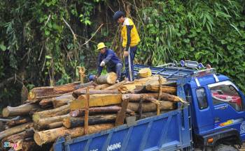 Sau mưa lũ, gỗ rừng dày đặc trên sông ở Quảng Ngãi - Ảnh 12.