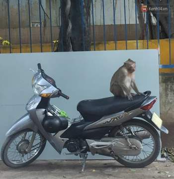 Cận cảnh đàn khỉ “đại náo” khu dân cư ở Sài Gòn khiến người dân mệt mỏi - Ảnh 12.