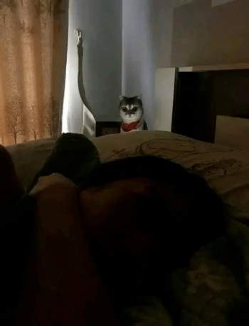 Thức dậy bỗng dưng thấy cả người đau nhức, cô gái vội kiểm tra camera mới ngỡ ngàng nhận ra mình bị mèo cưng trừng phạt cả đêm - Ảnh 11.