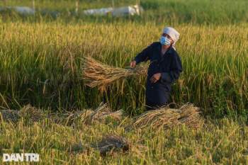 Tâm dịch Bắc Ninh: Nông dân không phải ra đồng, lúa và hoa màu tự chất đầy nhà - Ảnh 13.