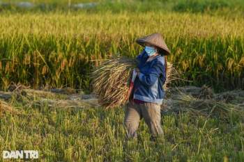Tâm dịch Bắc Ninh: Nông dân không phải ra đồng, lúa và hoa màu tự chất đầy nhà - Ảnh 14.