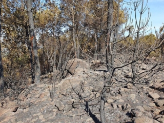 Cảnh hoang tàn ở cánh rừng thông già sau nhiều đợt cháy hoành hành những ngày qua - Ảnh 16.
