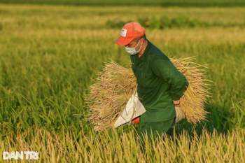 Tâm dịch Bắc Ninh: Nông dân không phải ra đồng, lúa và hoa màu tự chất đầy nhà - Ảnh 15.