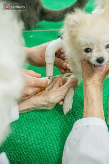 Bên trong phòng khám chữa bệnh, châm cứu miễn phí cho chó mèo ở Hà Nội: Ngoan, bà thương... - Ảnh 15.