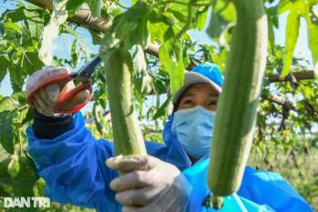 Tâm dịch Bắc Ninh: Nông dân không phải ra đồng, lúa và hoa màu tự chất đầy nhà - Ảnh 16.