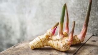 galangal-la-gi-1.jpg