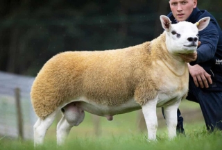 Chú cừu 6 tháng tuổi mặt nghệt như cún con, phổng phao như bò tót mà có giá trị đắt hơn cả xe Ferrari và đồng hồ Rolex cộng lại - Ảnh 3.