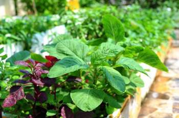10 loại rau thích hợp để bạn có thể trồng vào tháng 4 - Ảnh 3.