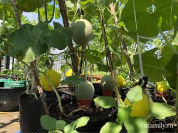 Sân thượng 100m² xanh tươi rau quả sạch của mẹ đảm ở Đà Nẵng - Ảnh 3.