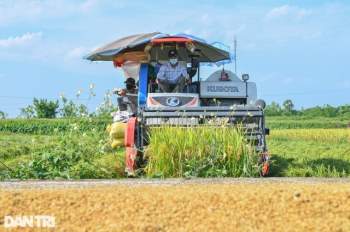 Tâm dịch Bắc Ninh: Nông dân không phải ra đồng, lúa và hoa màu tự chất đầy nhà - Ảnh 4.