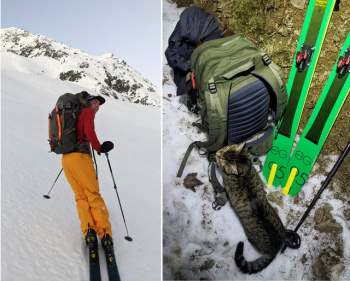 Chú mèo theo chân cặp đôi lên đỉnh núi Thụy Sĩ cao hơn 3.000 mét - Ảnh 4.