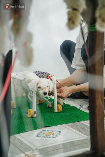 Bên trong phòng khám chữa bệnh, châm cứu miễn phí cho chó mèo ở Hà Nội: Ngoan, bà thương... - Ảnh 29.