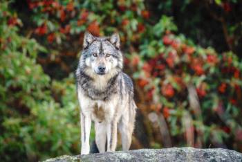  Cái Ch?t cô độc của Takaya: Con sói dị nhất thế giới và lời tiên tri cảnh tỉnh loài người - Ảnh 4.