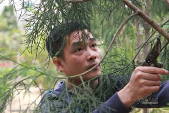 Cây quý sắp tuyệt chủng nảy nở kỳ diệu trên rừng thiêng Yên Tử - Ảnh 4.