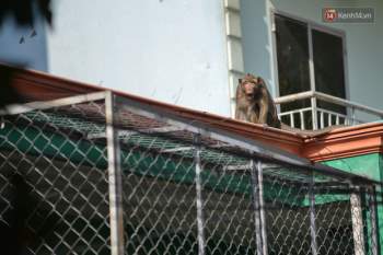 Cận cảnh đàn khỉ “đại náo” khu dân cư ở Sài Gòn khiến người dân mệt mỏi - Ảnh 5.