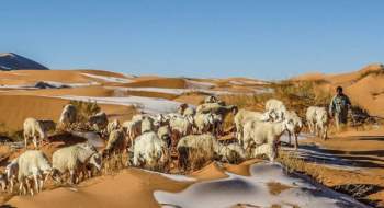 Tuyết phủ trắng sa mạc Sahara - Ảnh 5.