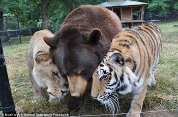 Thả hổ, gấu và sư tử chơi chung, nhân viên khu bảo tồn động vật ngỡ ngàng khi nhìn thấy cảnh tượng lạ đời, không ai giải thích được - Ảnh 5.