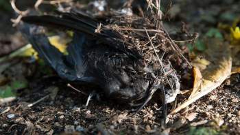 Phát hiện loài cây tử thần chuyên giết chim để biến xác thành phân bón - Ảnh 5.