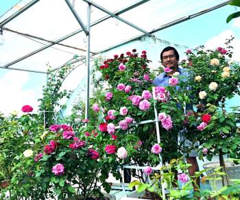 Người đàn ông trồng 100 chậu hoa hồng trên mái tôn để tặng vợ - Ảnh 5.