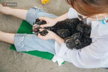 Bên trong phòng khám chữa bệnh, châm cứu miễn phí cho chó mèo ở Hà Nội: Ngoan, bà thương... - Ảnh 33.