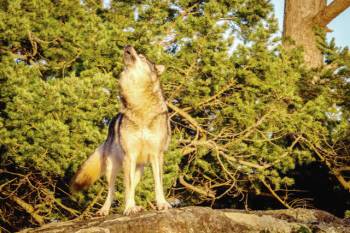 Cái Ch?t cô độc của Takaya: Con sói dị nhất thế giới và lời tiên tri cảnh tỉnh loài người - Ảnh 5.