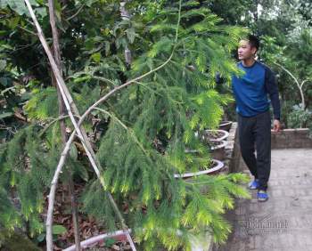 Cây quý sắp tuyệt chủng nảy nở kỳ diệu trên rừng thiêng Yên Tử - Ảnh 5.