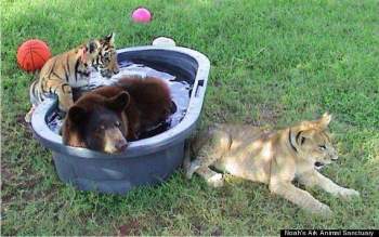 Thả hổ, gấu và sư tử chơi chung, nhân viên khu bảo tồn động vật ngỡ ngàng khi nhìn thấy cảnh tượng lạ đời, không ai giải thích được - Ảnh 6.