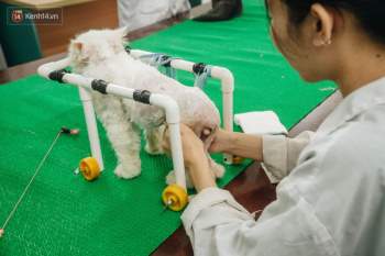 Bên trong phòng khám chữa bệnh, châm cứu miễn phí cho chó mèo ở Hà Nội: Ngoan, bà thương... - Ảnh 5.