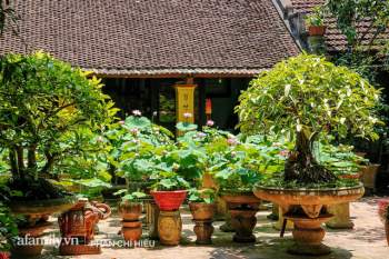 Đôi vợ chồng sở hữu căn nhà cổ 100 năm tuổi tại Hà Nội, sưu tập hàng trăm gốc sen cung đình Huế quanh nhà, ai đi qua cũng phải trầm trồ - Ảnh 4.