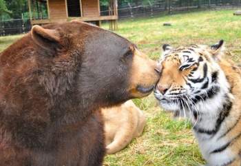 Thả hổ, gấu và sư tử chơi chung, nhân viên khu bảo tồn động vật ngỡ ngàng khi nhìn thấy cảnh tượng lạ đời, không ai giải thích được - Ảnh 7.