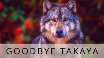  Cái Ch?t cô độc của Takaya: Con sói dị nhất thế giới và lời tiên tri cảnh tỉnh loài người - Ảnh 10.