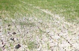  Hàng ngàn ha lúa Ch?t cháy, ruộng đồng nứt toác vì đợt nắng nóng kỉ lục - Ảnh 11.