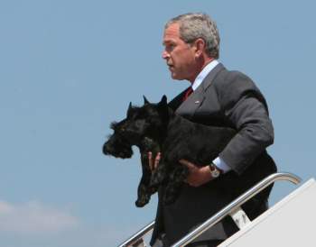 Chuyện ít biết về những “đệ nhất thú cưng” của các tổng thống Mỹ - Ảnh 11.