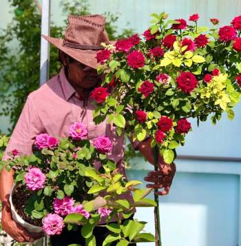 Người đàn ông trồng 100 chậu hoa hồng trên mái tôn để tặng vợ - Ảnh 11.