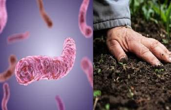 Quảng Trị: Sau mưa lũ, 4 người Tu vong vì mắc “vi khuẩn ăn thịt người” whitmore - Ảnh 1