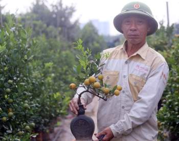 Quất bonsai trĩu quả trồng trong vò rượu khiến nhiều người săn lùng chơi Tết - Ảnh 9.